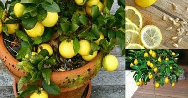 Evinizde Limon Yetiştirmek İşte Bu Kadar Kolay Tek İhtiyacınız Olan 1 Çekirdek