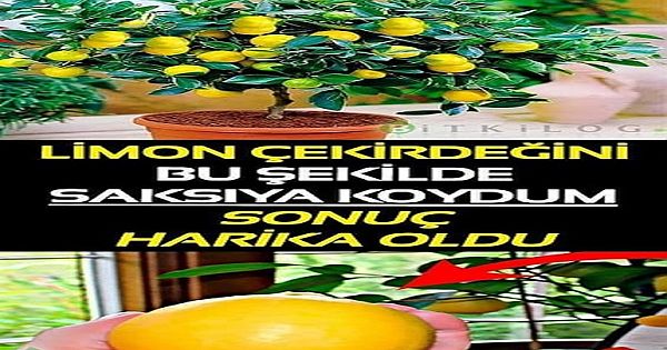 LİMON ÇEKİRDEĞİNİ BU ŞEKİLDE SAKSIYA KOYDUM SONUÇ HARİKA OLDU