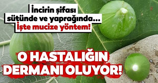 Mucize besin incirin şifası yaprağı ve sütündeymiş...