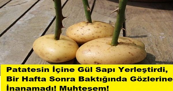 Patatesin İçine Gül Sapı Yerleştirdi, Bir Hafta Sonra Baktığında Gözlerine İ-nanamadı! Muhteşem!