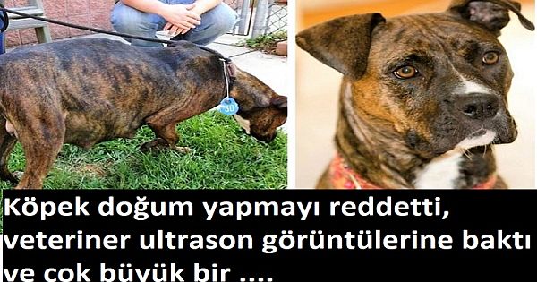 Köpek doğum yapmayı reddetti, veteriner ultrason görüntülerine baktı ve çok büyük bir...