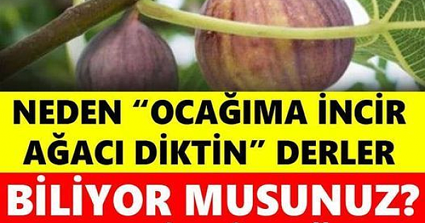 NEDEN OCAĞIMA İNCİR AĞACI DİKTİN DERLER