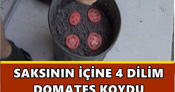 Saksıya Domates Dilimi Koyarsanız Bakın Ne Olur